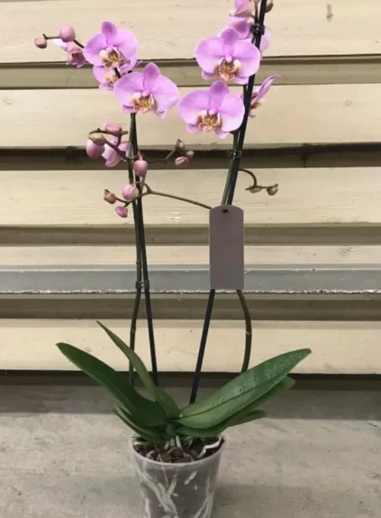 Орхидея Фаленопсис 2-ствольная