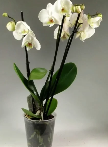 Орхидея Фаленопсис 3-ствольная