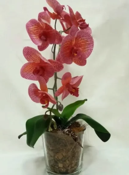 Коралловая орхидея